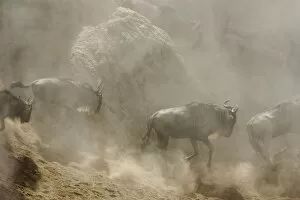 Blue / Common Wildebeest - in dust at rivers edge
