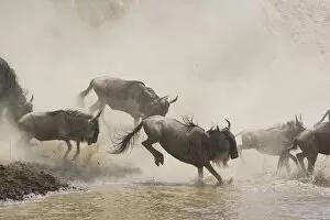 Images Dated 14th October 2005: Blue / Common Wildebeest - leaping into the Mara River to cross