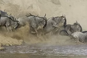 Images Dated 12th October 2005: Blue / Common Wildebeest - leaping into the Mara River to cross