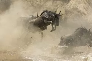 Images Dated 9th October 2005: Blue / Common Wildebeest - leaping into the Mara River to cross
