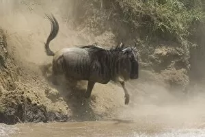 Images Dated 9th October 2005: Blue / Common Wildebeest - leaping into the Mara River to cross