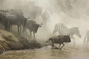 Images Dated 14th October 2005: Blue / Common Wildebeest - leaping into the Mara River to cross - with Zebra