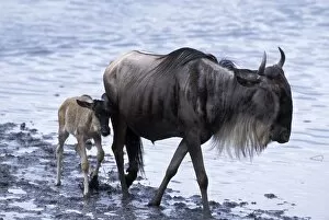 Blue / Common Wildebeest - mother and calf at waterhole