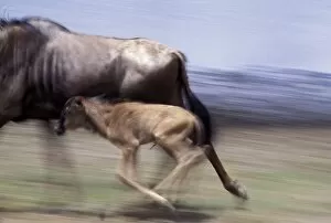 Blue / Common Wildebeest - newborn calf running with its mother at water hole