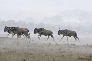 Images Dated 30th September 2006: Blue / Common Wildebeest - in rainstorm