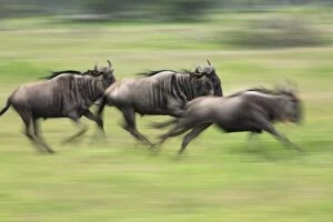 Images Dated 6th February 2007: Blue / Common Wildebeest - running Ndutu Range