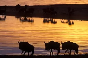 Blue / Common Wildebeest - walking along the shore of Lake Masek at sunset during migration