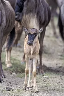 Blue / Common Wildebeest - young calf (1-2 weeks old) standing amongst herd