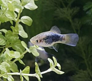 Blue coral platy - side view by weeds