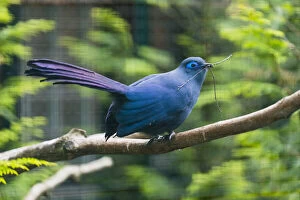 Caerulea Gallery: Blue Coua - with nest material in beak, native of Madagascar     Date: 11-Feb-19