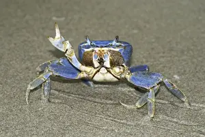 Marine Prints: Blue Crab Cahuita N. P. Costa Rica