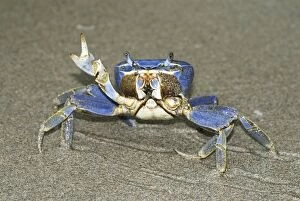 Images Dated 29th March 2006: Blue Crab Cahuita N.P. Costa Rica