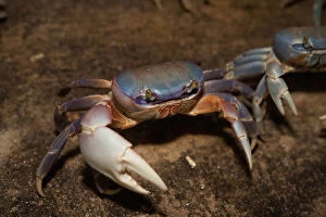 Blue Crab, served in local restaurants