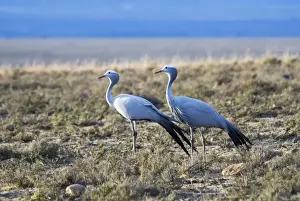 Blue Crane. Mountain Zebra National Park, Eastern Cape, South Africa