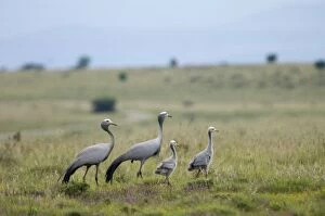 Blue Cranes with half-grown chicks