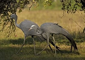 Images Dated 11th October 2005: Blue Cranes, pair. Southern African endemic