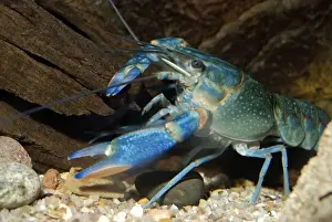 Crayfishes Prints: Blue Crayfish, Australia