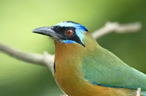 Tobago Prints: Blue-crowned Motmot - close up of head and shoulder - Tobago