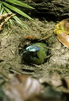Blue Crowned Motmot - perched at entrance tunnel of ground nest - Amazonia - Brazil - South America