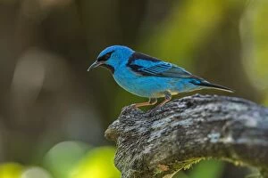 Images Dated 9th September 2014: Blue Dacnis / Turquoise Honeycreeper, Atlantic Forest
