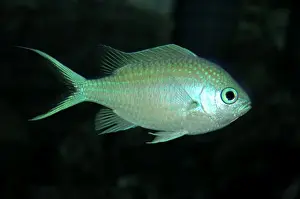 Damselfish Prints: Blue Damselfish- Indo-Pacific