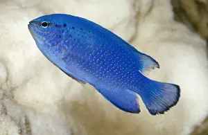 Damselfish Prints: Blue Damselfish Tropical, Indo-Pacific