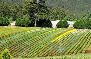 Irrigation Prints: Blue Dandenong Bulbs farm near Healesville, Victoria, Australia JLR03773