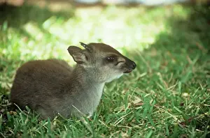 Antelopes Prints: Blue Duiker - adult male sitting on grass West Central to South Africa
