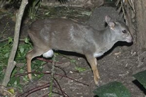 Blue DUIKER - Found in eastern and southeastern forests of Africa