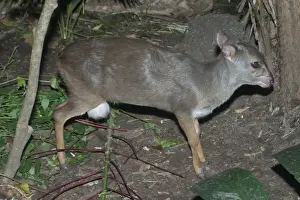 Blue Duiker - Found in eastern and southeastern forests of Africa