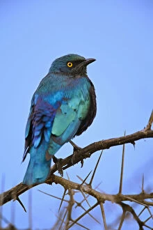 Starling Gallery: Blue-eared Glossy Starling, Lamprotornis