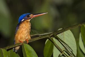 Images Dated 12th November 2011: Blue-eared Kingfisher