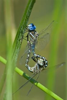 Images Dated 8th May 2005: Blue-eyed Darner (Aeshna multicolor) dragonflies mating