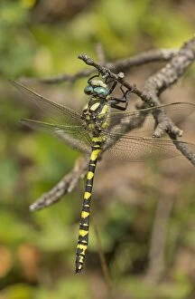 Blue-eyed Golden-ringed Dragonfly settled on twig Turkey