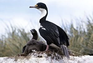 Blue-Eyed Shag - at nest with chick