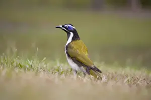 Blue-Faced Honeyeater Ground-evel view. Queensland, Australia