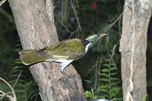 Images Dated 23rd October 2004: Blue-faced Honeyeater - near adult. This is the Northern Territory