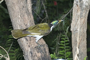 Blue-faced Honeyeater