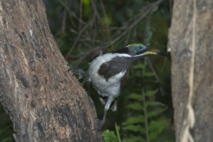 Blue-faced Honeyeater - near adult Blue-faced Honeyeater - near adult