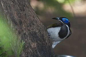 Images Dated 14th May 2004: Blue-faced Honeyeater Pine Creek. Northern Territory, Australia. Inhabits open forests, woodlands