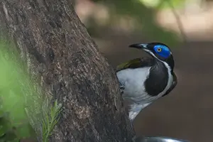 Blue-faced Honeyeater Pine Creek. Northern Territory, Australia. Inhabits open forests, woodlands, riverside vegetation, urban gardens and mangroves. Found only in northern and eastern Australia