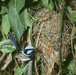 Father Prints: Blue/Fairy/Superb Blue Wren WRT 194 Feeding chicks at nest Malurus cyaneus © Wilf Taylor / ARDEA LONDON