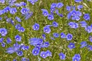 blue Flax in the wind in the Little Missouri