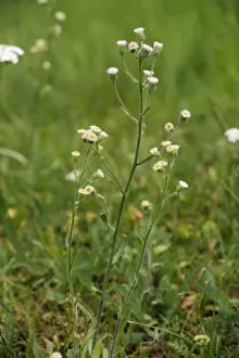 Blue fleabane (Erigeron acer). Limestone grassland