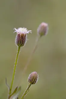 Blue Fleabane - summer - Wales, UK