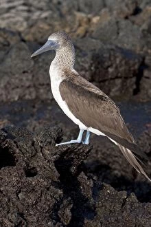 Booby Gallery: Blue-footed Booby