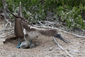 Booby Gallery: Blue-footed Booby - An adult with two recently hatched