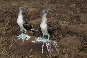Boobies Gallery: Blue-footed Booby - Two adults on North Seymour