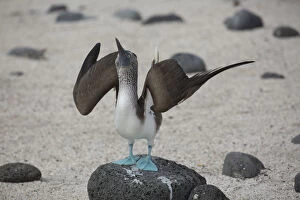 Blue-footed Booby -An adult on North Seymour Island