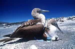 Endemic Prints: Blue-footed Booby - with chick - Cape Douglas